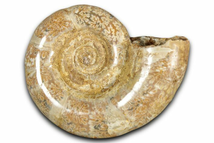 Jurassic Ammonite (Hemilytoceras) Fossil - Madagascar #349135